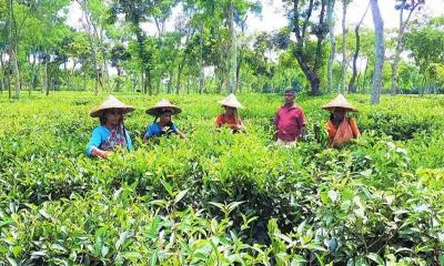 শ্রীমঙ্গলে একদিনে পাঁচকোটি টাকার চা বিক্রি