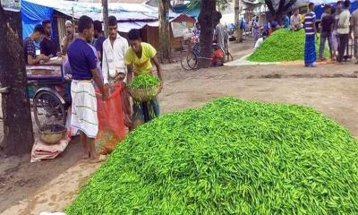 ঝিনাইদহে মরিচের কেজি ২৫ টাকা