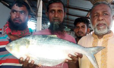 তিন কেজির ইলিশ সাড়ে ৯ হাজার টাকায় বিক্রি