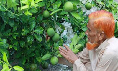 পল্লী চিকিৎসক থেকে সফল মাল্টা চাষী