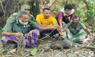 শরণখোলার লোকালয়ে উদ্ধার বিরল প্রজাতির সজারু সুন্দরবনে অবমুক্ত