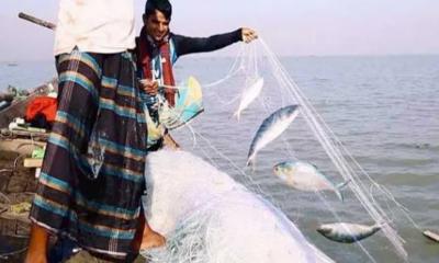 ৭ অক্টোবর থেকে ২২ দিন ইলিশ ধরা নিষিদ্ধ হচ্ছে