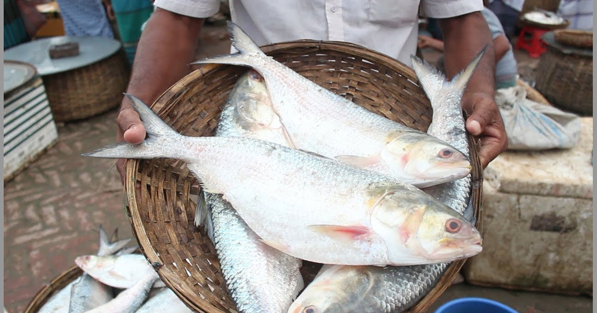 মধ্যরাত থেকে ইলিশ ধরা নিষেধ