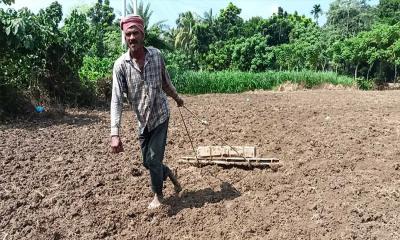 মাগুরায় সিত্রাংয়ের বৃষ্টি কৃষকদের জন্য আশীর্বাদ