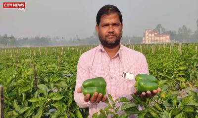 ক্যাপসিকাম চাষ করে রিপনের মাসিক আয় ৫০ হাজার টাকা