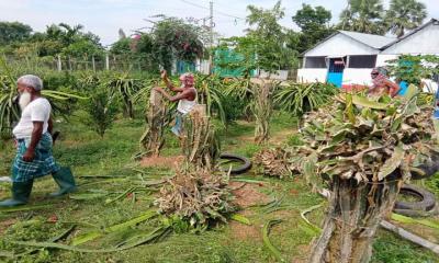 অভিমানে কেটে ফেলা হল ৮ শত ড্রাগন গাছ