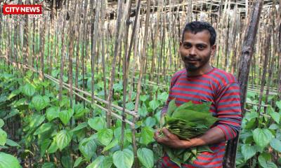 সাতক্ষীরায় পানের উৎপাদন কম, চাষিরা খুশি চড়া দাম পেয়ে