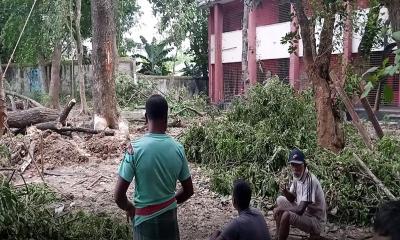 পাবনা জেলা পরিষদের গাছ কেটে হরিলুট