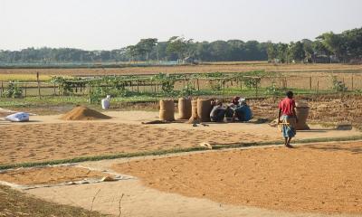 ধোবাউড়ায় প্রযুক্তির সুফল পাচ্ছেন কৃষক