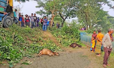 চুয়াডাঙ্গায় গরু বোঝাই ট্রাক নিয়ন্ত্রণ হারিয়ে গাছের সঙ্গে ধাক্কা, নিহত ২