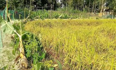 সুন্দরগঞ্জে রাতের আঁধারে কৃষকের একশ কলাগাছ কর্তন