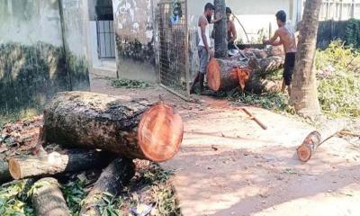 কুমিলা ভিক্টোরিয়া কলেজের গাছ কেটে সাবাড়