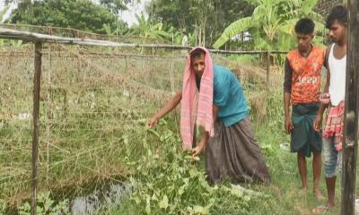 দুই বিঘা জমির শশা ক্ষেত নষ্ট করলো দুর্বৃত্তরা