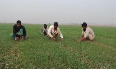 ২৭ লাখ কৃষককে বিনামূল্যে সার ও বীজ দিবে সরকার