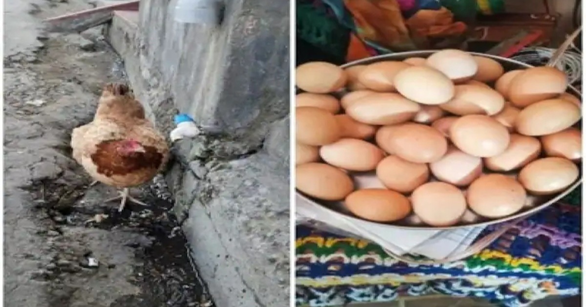 একদিনে ৩১টি ডিম! বিশ্বরেকর্ডের দৌড়ে ‘গিরিশের মুরগি’