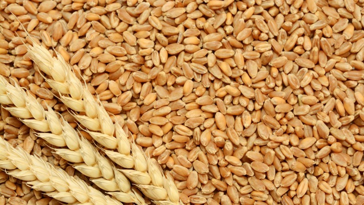 সৈয়দপুরে গম সংকটে বন্ধ হয়ে যাচ্ছে মিল