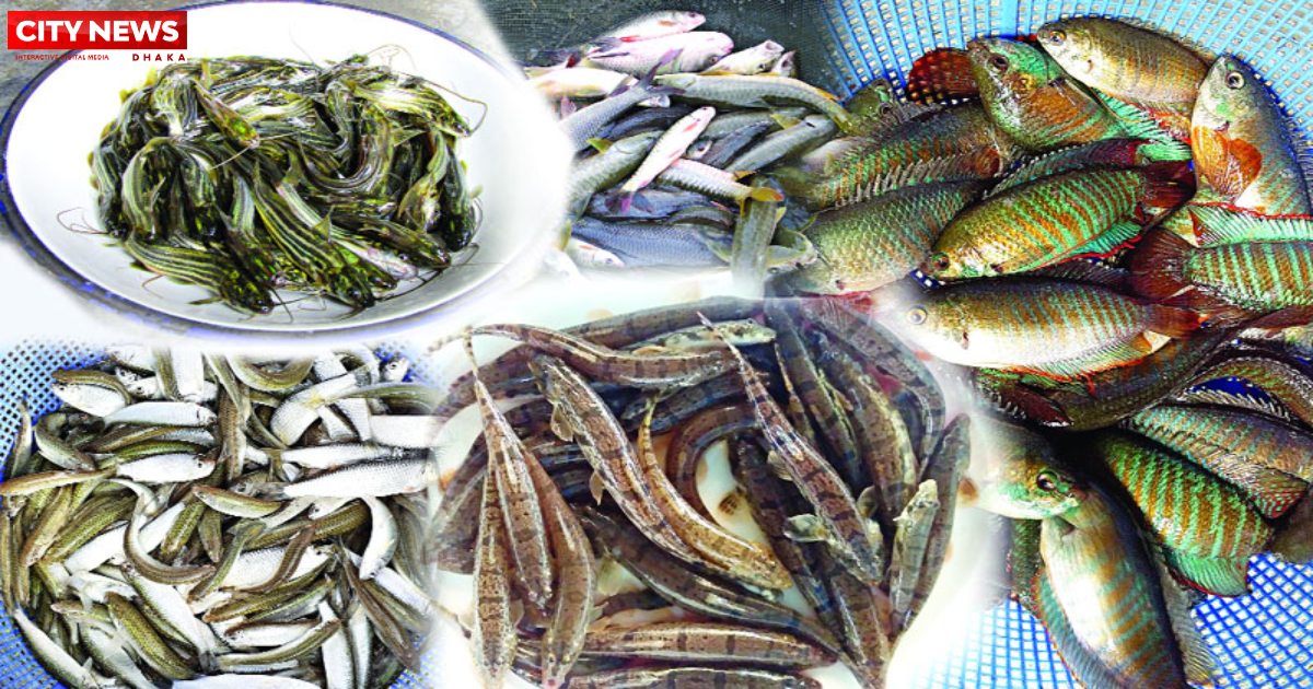হারিয়ে যাচ্ছে মিঠাপানির মাছ