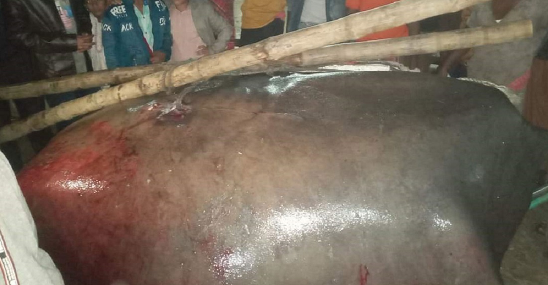 ৭ মণের শাপলাপাতা মাছ বিক্রি হলো ৫০ হাজার টাকায়