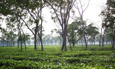 হাড়হিম শীতে কাপছে শ্রীমঙ্গল