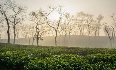 শ্রীমঙ্গলের তাপমাত্রা নামলো ৫.৬ ডিগ্রিতে