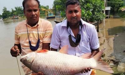 এবার ১৬ হাজার টাকায় বিক্রি হ‌লো পদ্মার এক রুই