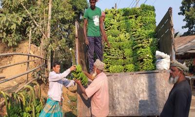 পাহাড়ি কলার চাহিদা বেড়েছে সমতলে