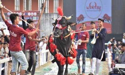 ফ্যাশন শোতে অংশ নিলো ১০০ গরু!