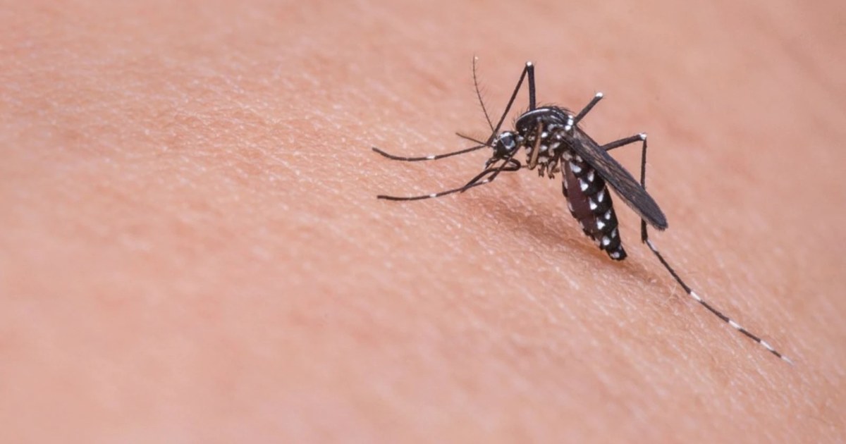 মশা তাড়ান ঘরোয়া কয়েকটি উপায়ে