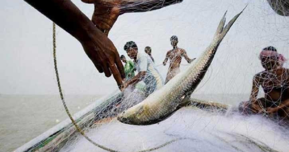 পদ্মা-মেঘনায় আজ মধ্যরাত থেকে ২ মাস মাছ ধরা নিষেধ