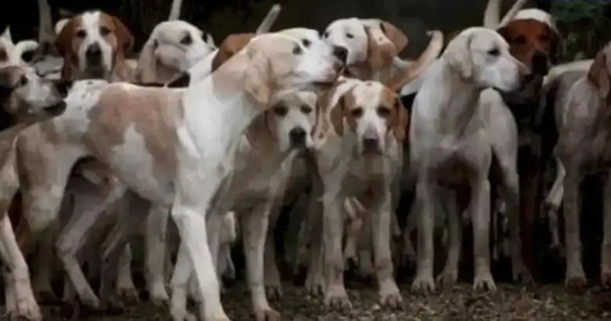 কুকুরদের ভিড়েই লুকিয়ে রয়েছে একটি হিংস্র বাঘ! ২০ সেকেন্ডের মধ্যে খুঁজে বের করতে পারলেই আপনি জিনিয়াস