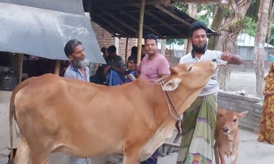 মানুষের মতই নিয়মিত চা সেবনে আসক্ত যে গরু