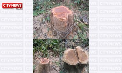 লাউয়াছড়া জাতীয় উদ্যান থেকে একরাতে ৩টি মূল্যবান সেগুন গাছ চুরি