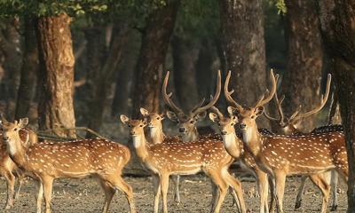 সুন্দরবন থেকে ৯৬টি হরিণের মরদেহ উদ্ধার