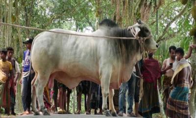 প্রধানমন্ত্রীকে কুরবানির গরু উপহার বুলবুলের