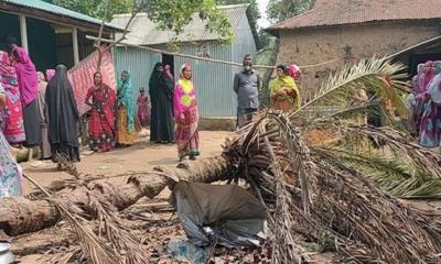 অসুস্থ্য শাশুড়ির জন্য রান্না করা সময় মাথায় খেজুর গাছ পড়ে প্রাণ গেলো গৃহবধুর