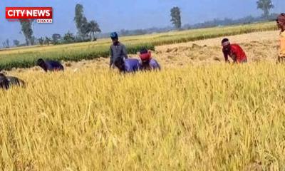 সাতক্ষীরায় বোরো ধানের ফলন হওয়ায় কৃষকের মুখে হাসি