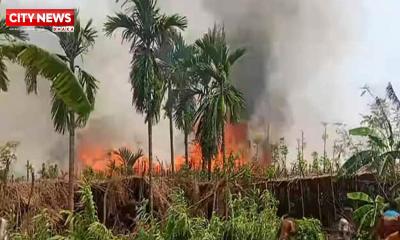 রাজশাহীতে আগুনে পুড়ে ছাই ২০ বিঘা পানের বরজ