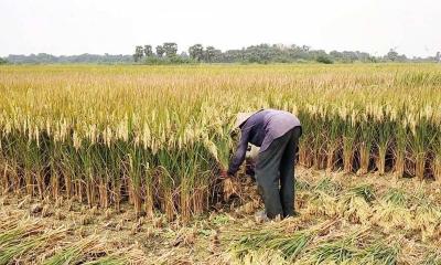 তাপপ্রবাহের মধ্যে ধান কাটতে গিয়ে ক্ষেতেই দিনমজুরের মৃত্যু