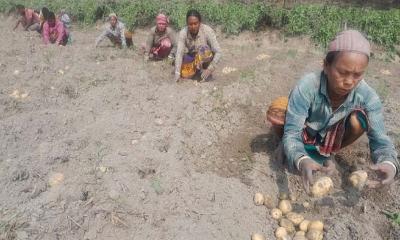 আলুর দাম কমায় বিপাকে কৃষক