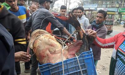 জেলের জালে ৩২ কেজির বাগাড়