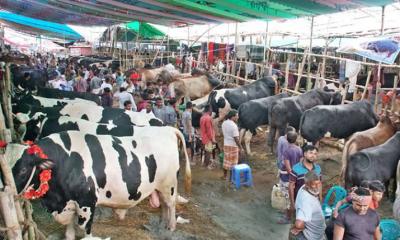 দুই সিটির ২২টি স্থানে কুরবানির পশুর হাট স্থাপনের পরিকল্পনা