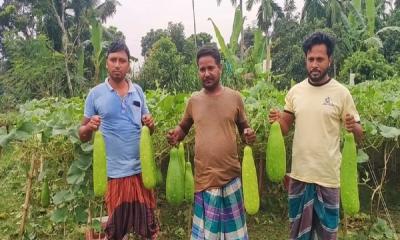 ইউটিউব দেখে ৩ বন্ধুর লাউ চাষ, বাম্পার ফলন