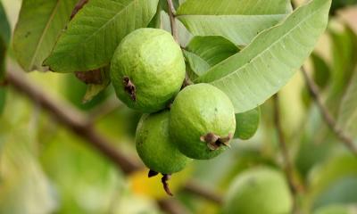 পেয়ারা খাওয়ার ১২ উপকারিতা