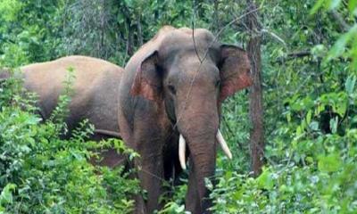 কাপ্তাইয়ে বন্য হাতির আক্রমণে শিক্ষার্থীর মৃত্যু