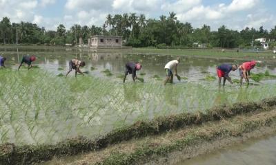 অনাবৃষ্টিতে যশোরে আমন চাষ নিয়ে দুশ্চিন্তায় কৃষক, জমি পতিত থাকার শঙ্কা