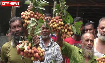 প্রতিদিন কোটি টাকার দেশি জাতের লিচু বিক্রি হচ্ছে যশোরের বসুন্দিয়া হাটে