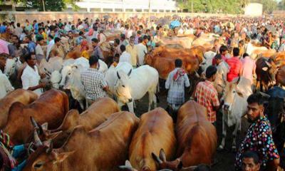 স্মার্ট পশুর হাট দাম পরিশোধ করা যাবে মোবাইলে