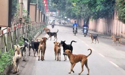 কুকুরের কামড়ে নারী-শিশুসহ আহত ৩৫