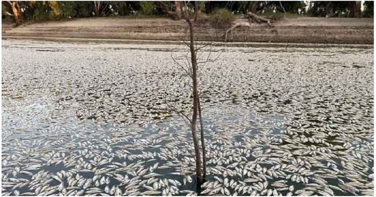 তীব্র দাবদাহের কারণে অস্ট্রেলিয়ার নদীতে মাছের মৃত্যু