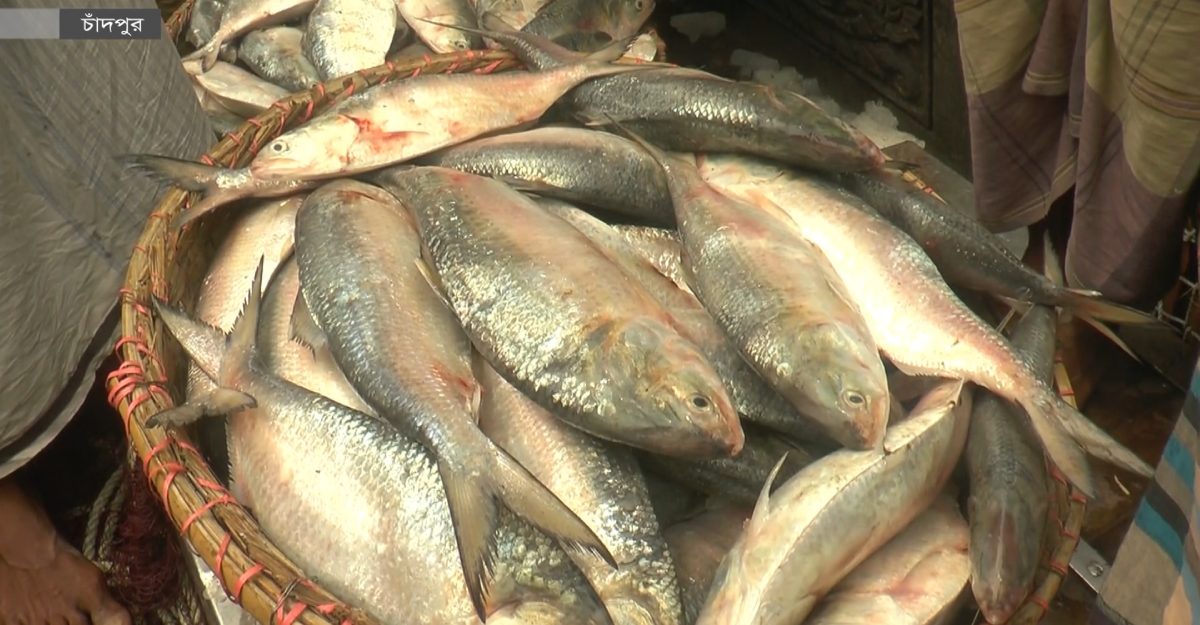 চাঁদপুরে চাহিদার চেয়ে সরবরাহ কম, নাগালের বাইরে ইলিশের দাম